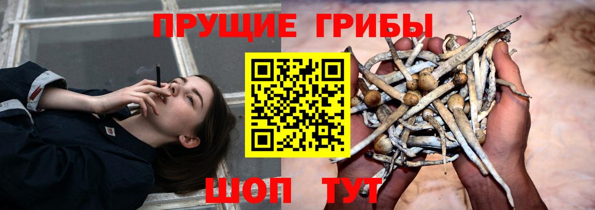 Псилоцибиновые грибы мицелий Зеленогорск